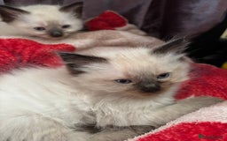 Ragdoll cats for sale: Mink Ragdoll kittens  - Image 13
