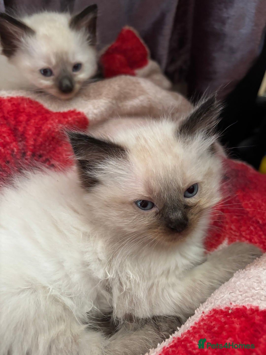 Ragdoll cats for sale: Mink Ragdoll kittens  - Image 13
