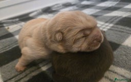 Chow Chow dogs for sale: Chocolate chow chow puppies  - Advert 4