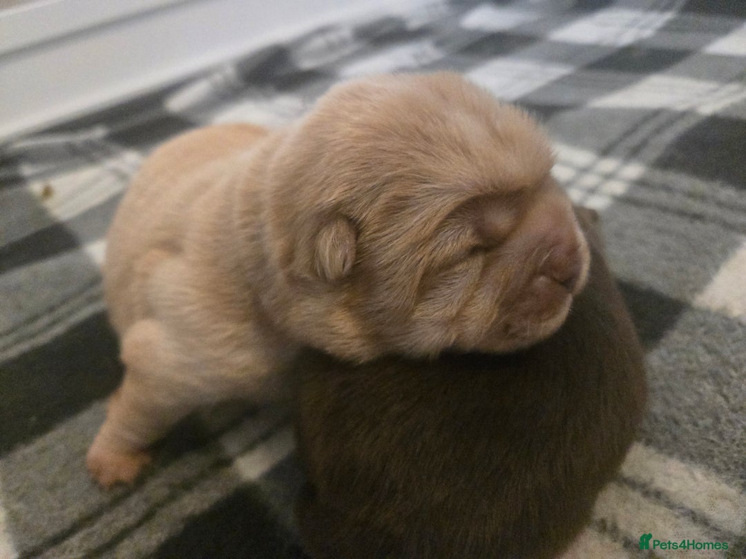 Chow Chow dogs for sale: Chocolate chow chow puppies  - Advert 4
