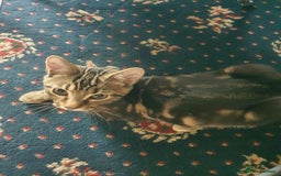 Mixed Breed cats for sale: boy for sale and girl - Image 1