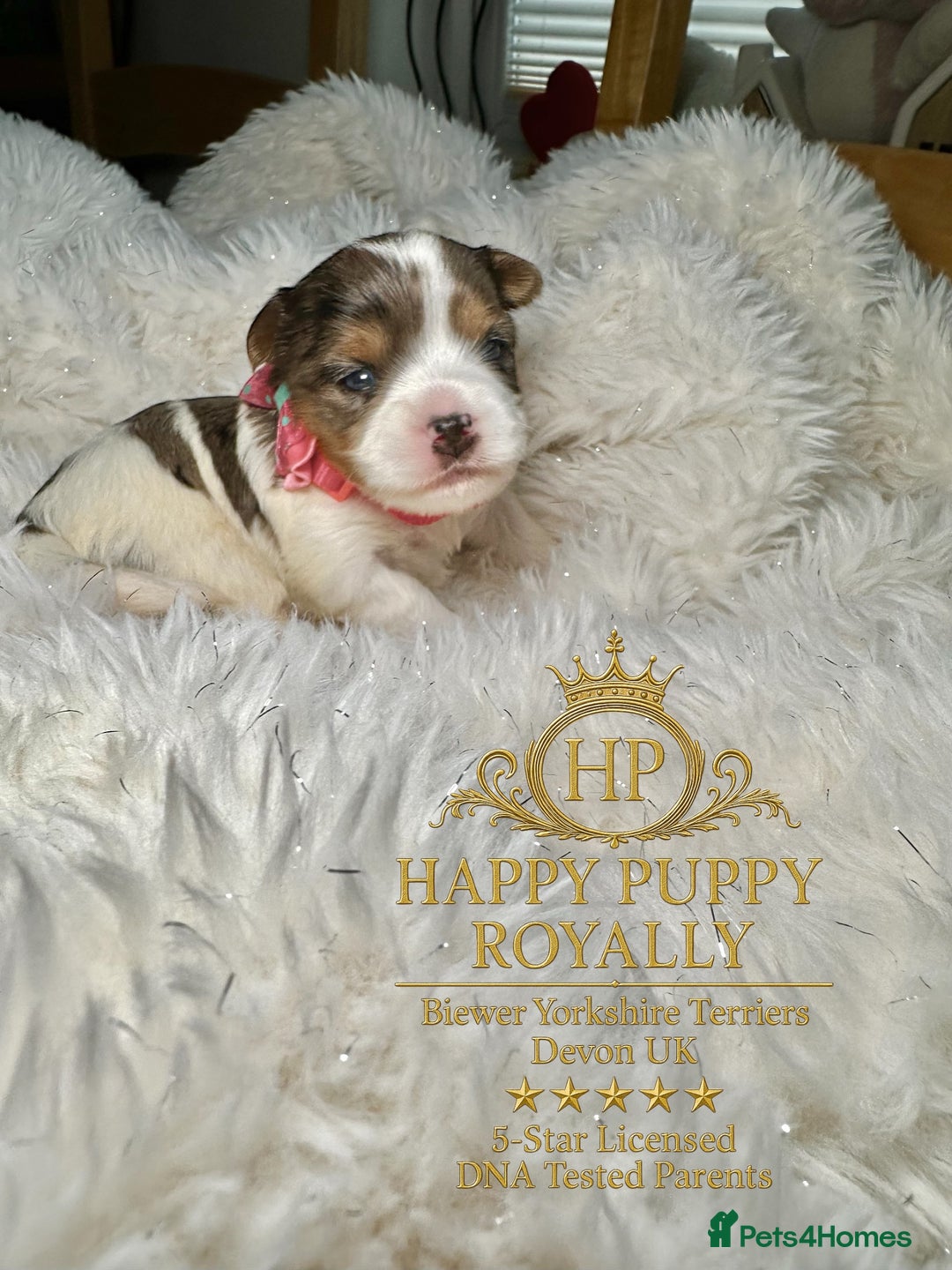 Biewer Terrier dogs for sale: BIEWER YORKIE PUPPIES 4 Available Licensed Breeder - Advert 12