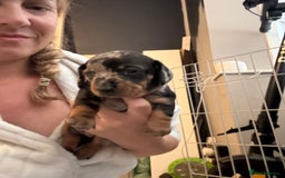 Miniature Dachshund dogs for sale: Venus is a mama to 5! - Image 11