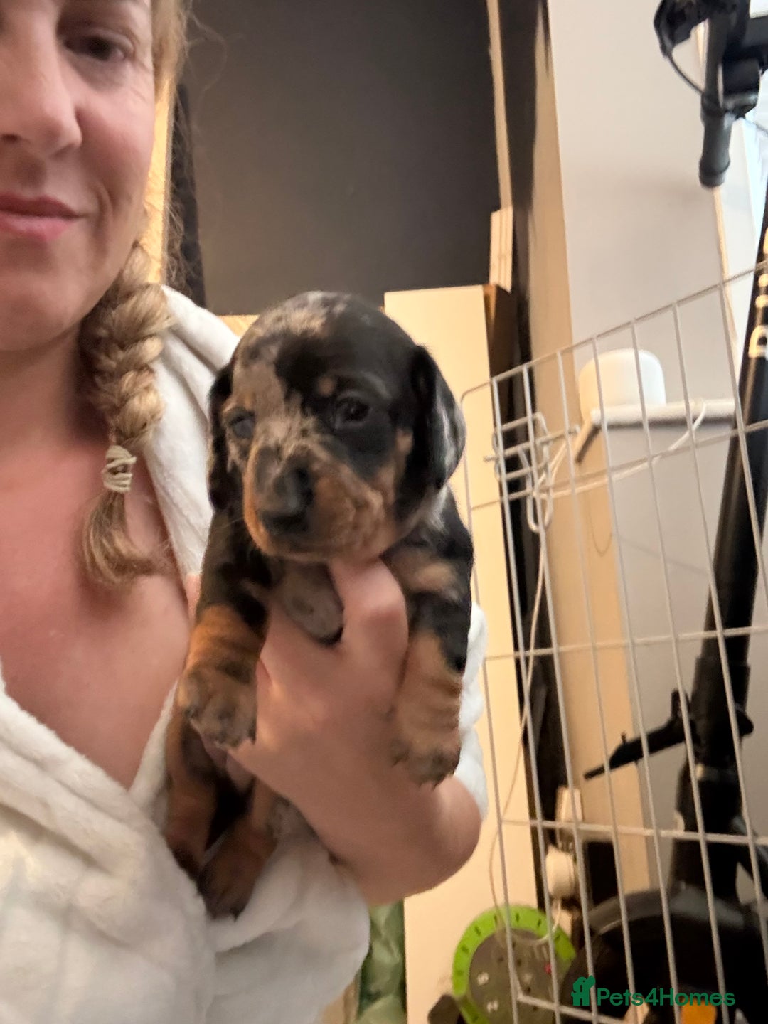 Miniature Dachshund dogs for sale: Venus is a mama to 5! - Image 11
