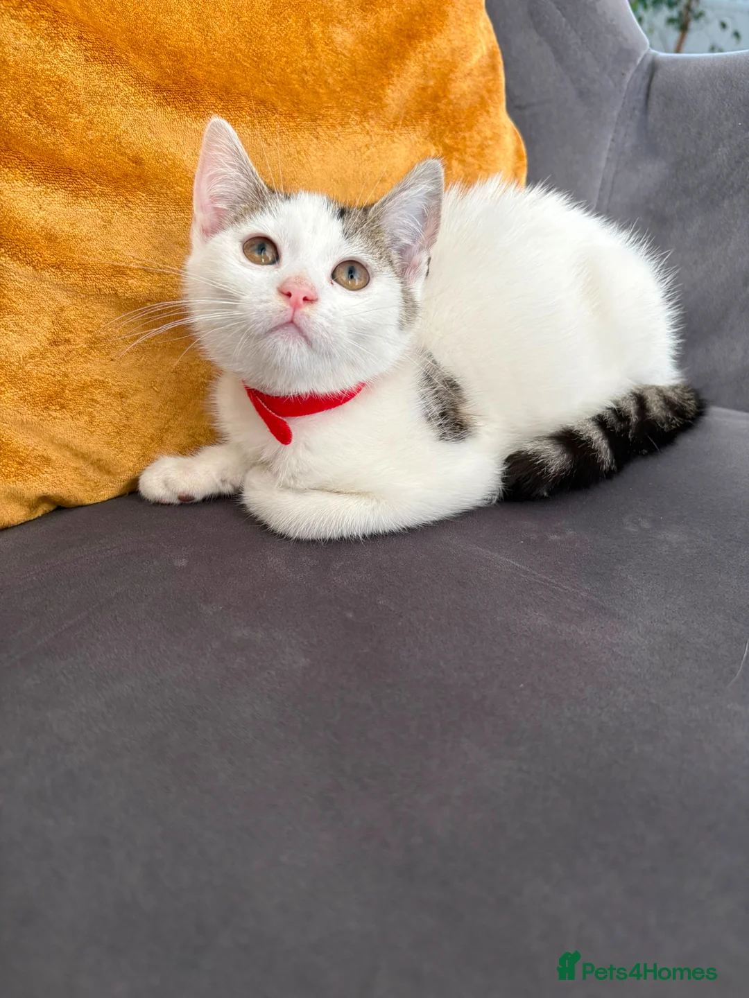 Mixed Breed cats for sale: Free Lovely Kitten Ready To Collect From Today!!😻 - Advert 1