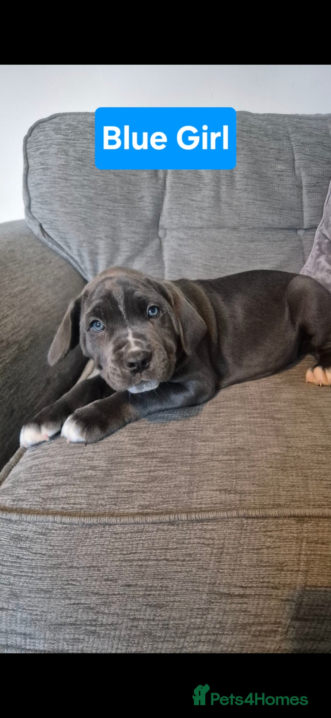 Cane Corso dogs for sale: Ready for new homes, cane corsos.  - Advert 21