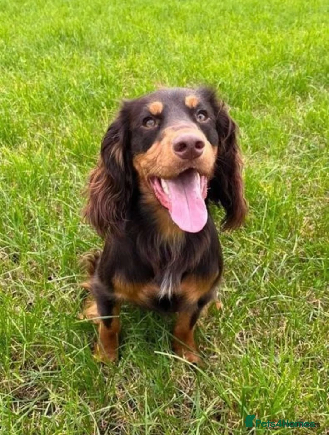Cocker Spaniel dogs for stud: KC fully health tested working cocker spaniel  - Advert 2