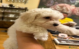 Bichon Frise dogs for sale: Bichon frise  - Image 5