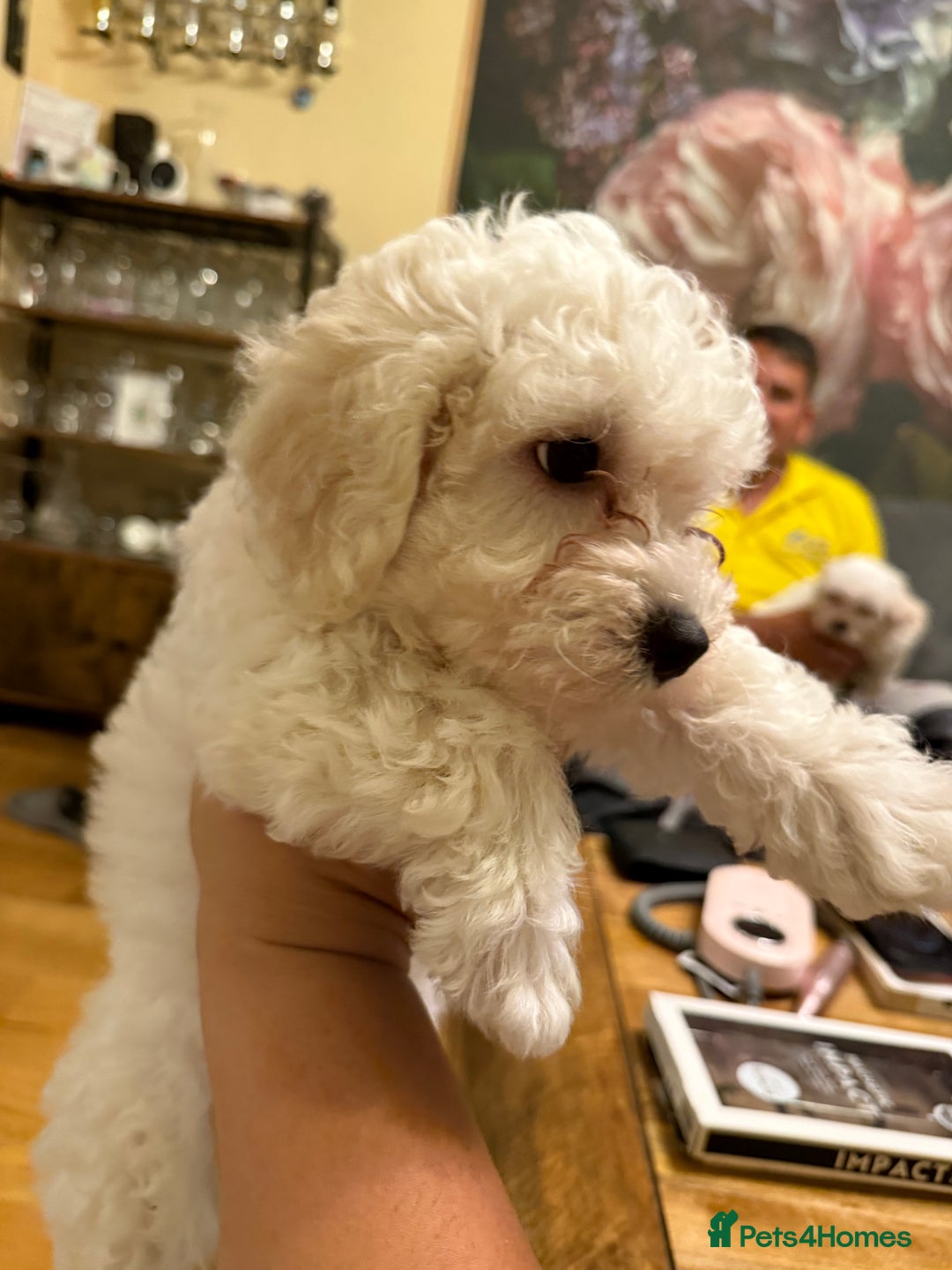 Bichon Frise dogs for sale: Bichon frise  - Image 5