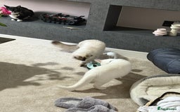 Ragdoll cats for sale: Ragdoll cat - Image 5