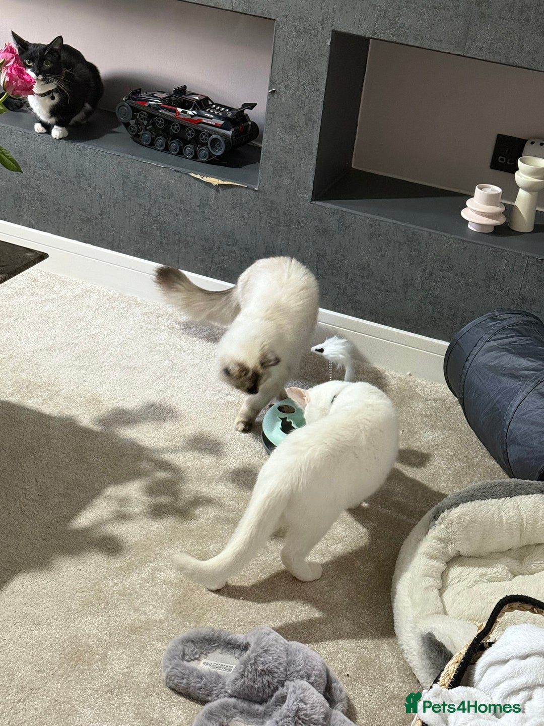 Ragdoll cats for sale: Ragdoll cat - Image 5