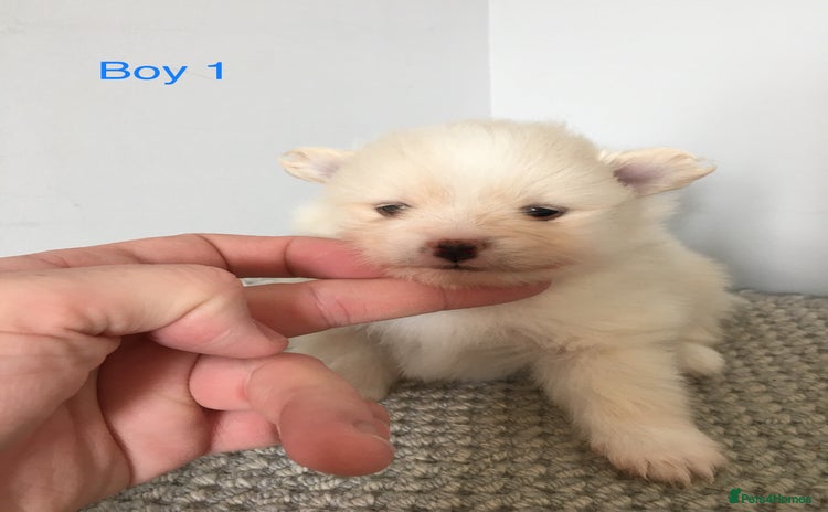 Pomeranian dogs - Advert 4