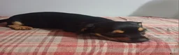 Mixed Breed dogs for sale: Adorable French Bulljack puppies  - Advert 2