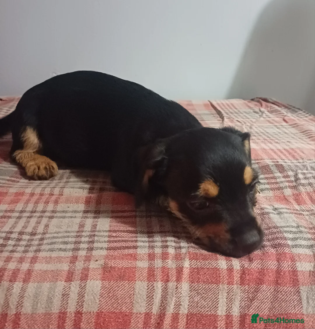 Mixed Breed dogs for sale: Adorable French Bulljack puppies  - Advert 2
