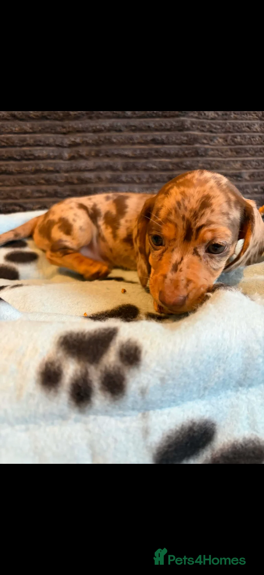 Miniature Dachshund dogs for sale: KC registered Miniature Dachshund puppies  - Advert 9
