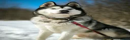 Siberian Husky dogs for adoption: 💙🐶 HAMMER – NOT TYPICAL HUSKY… AND THAT’S MAGIC in Burton-on-Trent - Advert 30
