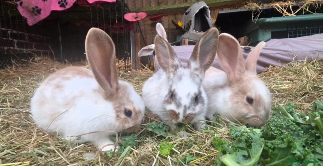 Mixed Breed rabbits for sale: Beautiful little of mixed giants  - Advert 2