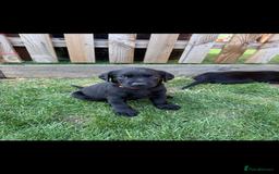 Labrador Retriever dogs for sale: Fantastic KC registered litter from FTCH lines - Image 9
