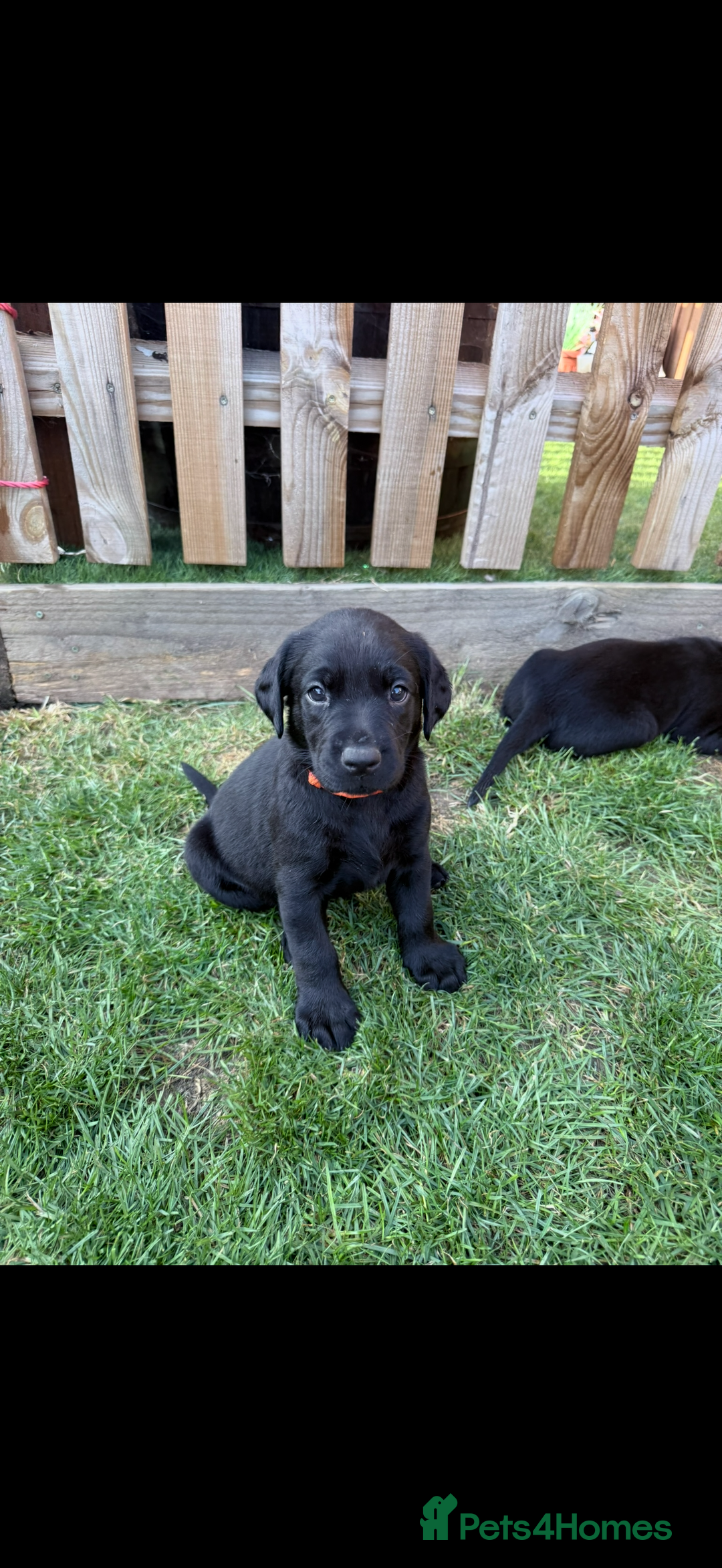 Labrador Retriever dogs for sale: Fantastic KC registered litter from FTCH lines - Image 9