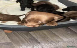 Mixed Breed dogs for sale: Patterdale/dashund  - Image 3