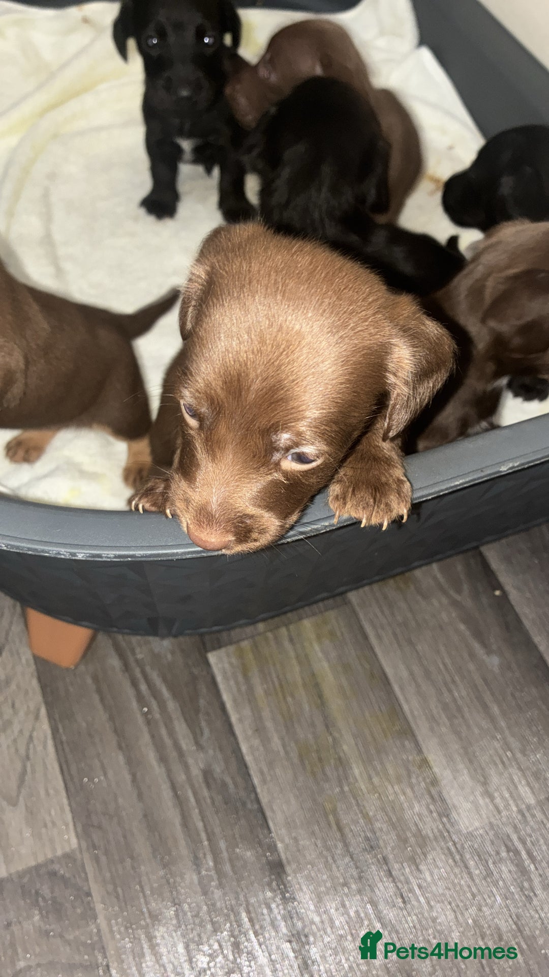 Mixed Breed dogs for sale: Patterdale/dashund  - Image 3