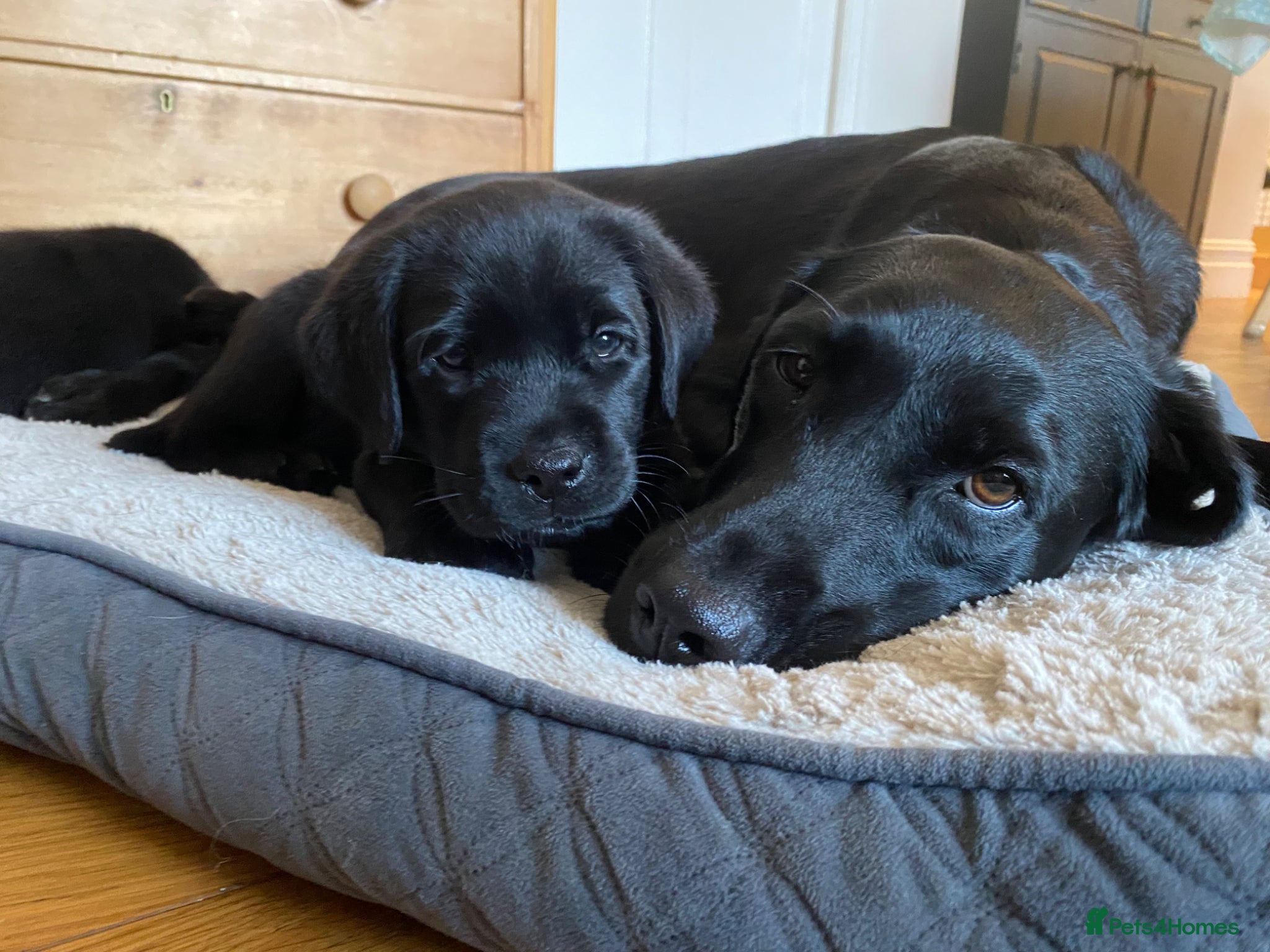 Labrador Retriever dogs Amazing family dogs; working lines, great pedigree - Advert 2