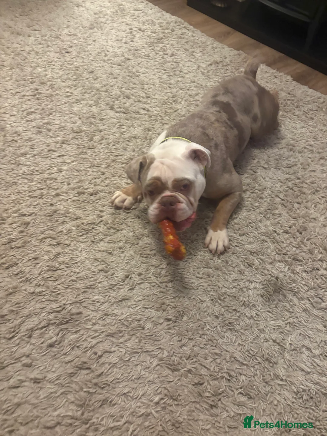 Olde English Bulldogge dogs for sale: 1 year old old English bulldog  Max  in Orpington - Advert 2