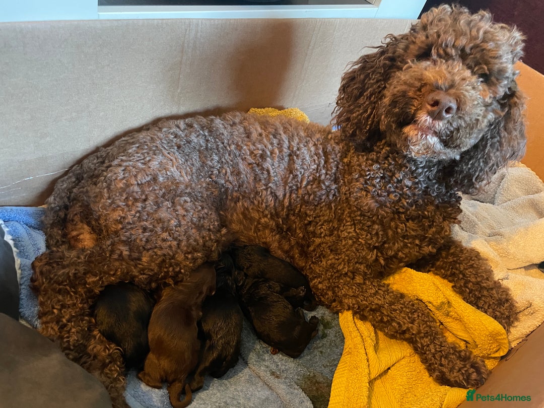 Mixed Breed dogs for sale: Sproodle cockapoo puppies  - Image 3