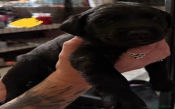 Labrador Retriever dogs for sale: Stunning litter of pure bred black Labrador pups  - Image 12
