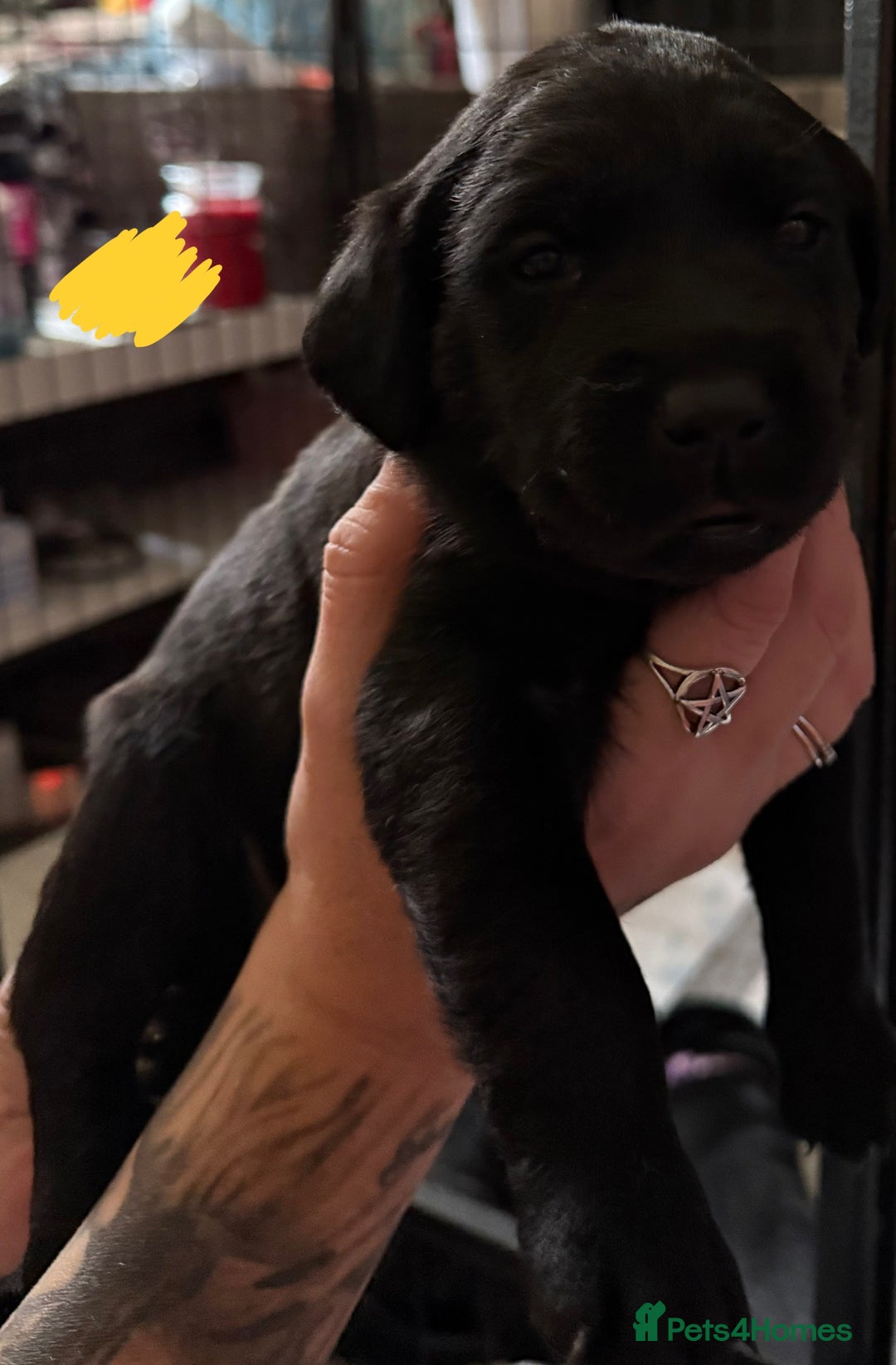 Labrador Retriever dogs for sale: Stunning litter of pure bred black Labrador pups  - Image 12