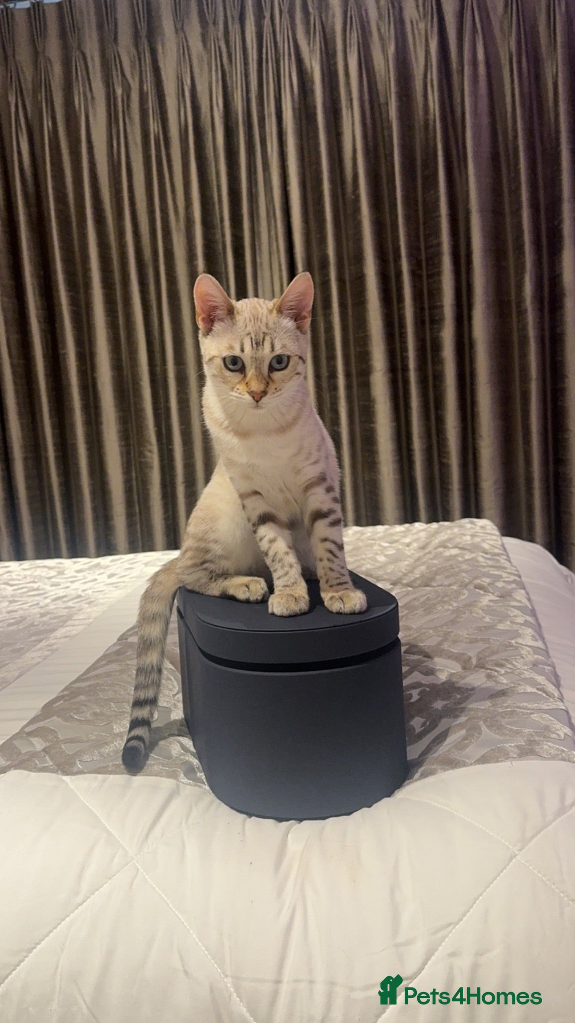 Bengal cats Beautiful bengal x British short hair kittens  - Advert 5