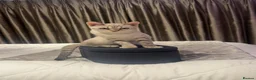 Bengal cats for sale: Beautiful bengal x British short hair kittens  - Advert 1
