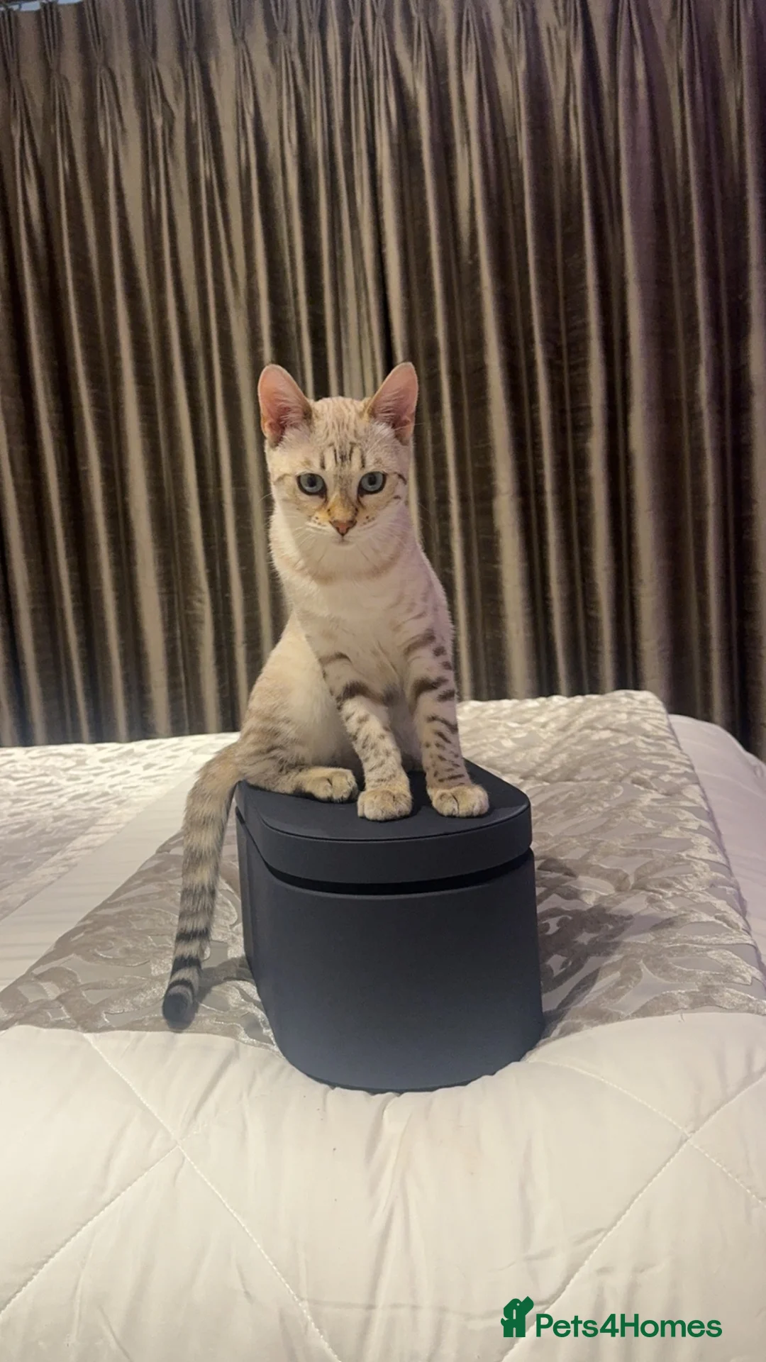 Bengal cats for sale: Beautiful bengal x British short hair kittens  - Advert 1