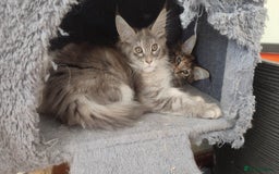 Maine Coon cats for sale: Maine Coon Kitten 3 - Fully health tested and Tica registered  - Image 6