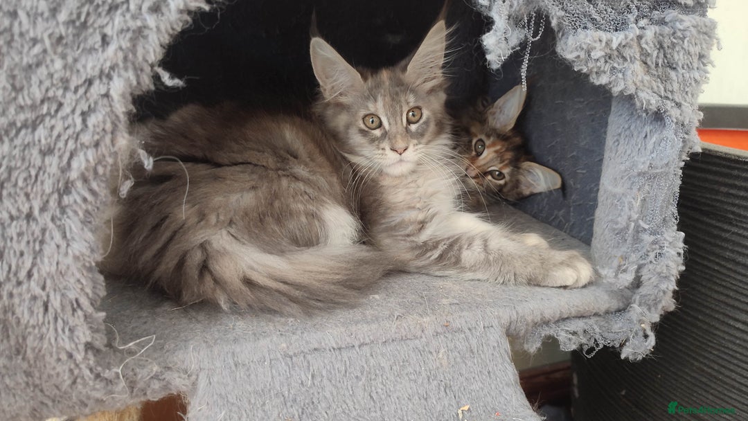 Maine Coon cats for sale: Maine Coon Kitten 3 - Fully health tested and Tica registered  - Image 6