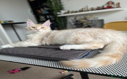 Maine Coon cats for sale: GCCF registered Maine Coon kittens.  in Newton Abbot - Image 5