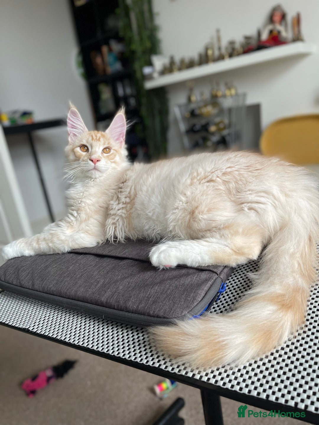 Maine Coon cats for sale: GCCF registered Maine Coon kittens.  in Newton Abbot - Image 5