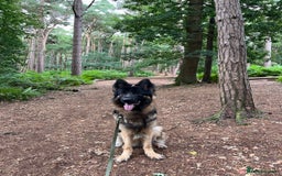 German Shepherd dogs for sale: 1 year old long haired male German shepherd  - Image 2