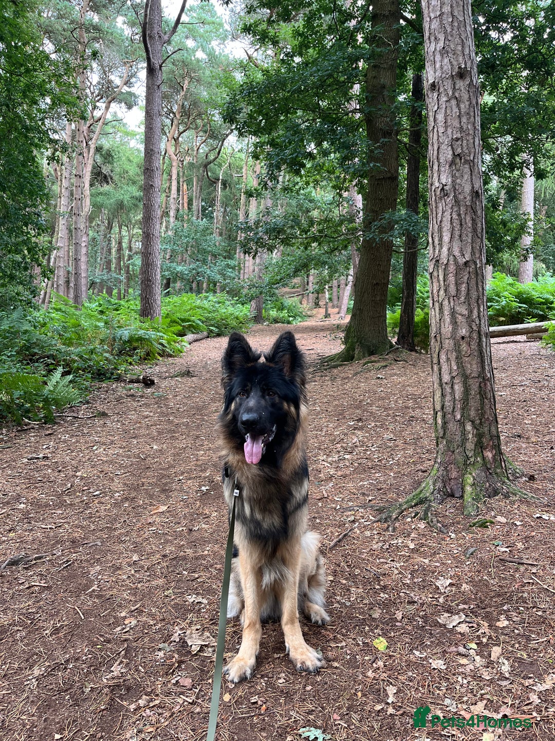 German Shepherd dogs for sale: 1 year old long haired male German shepherd  - Image 2