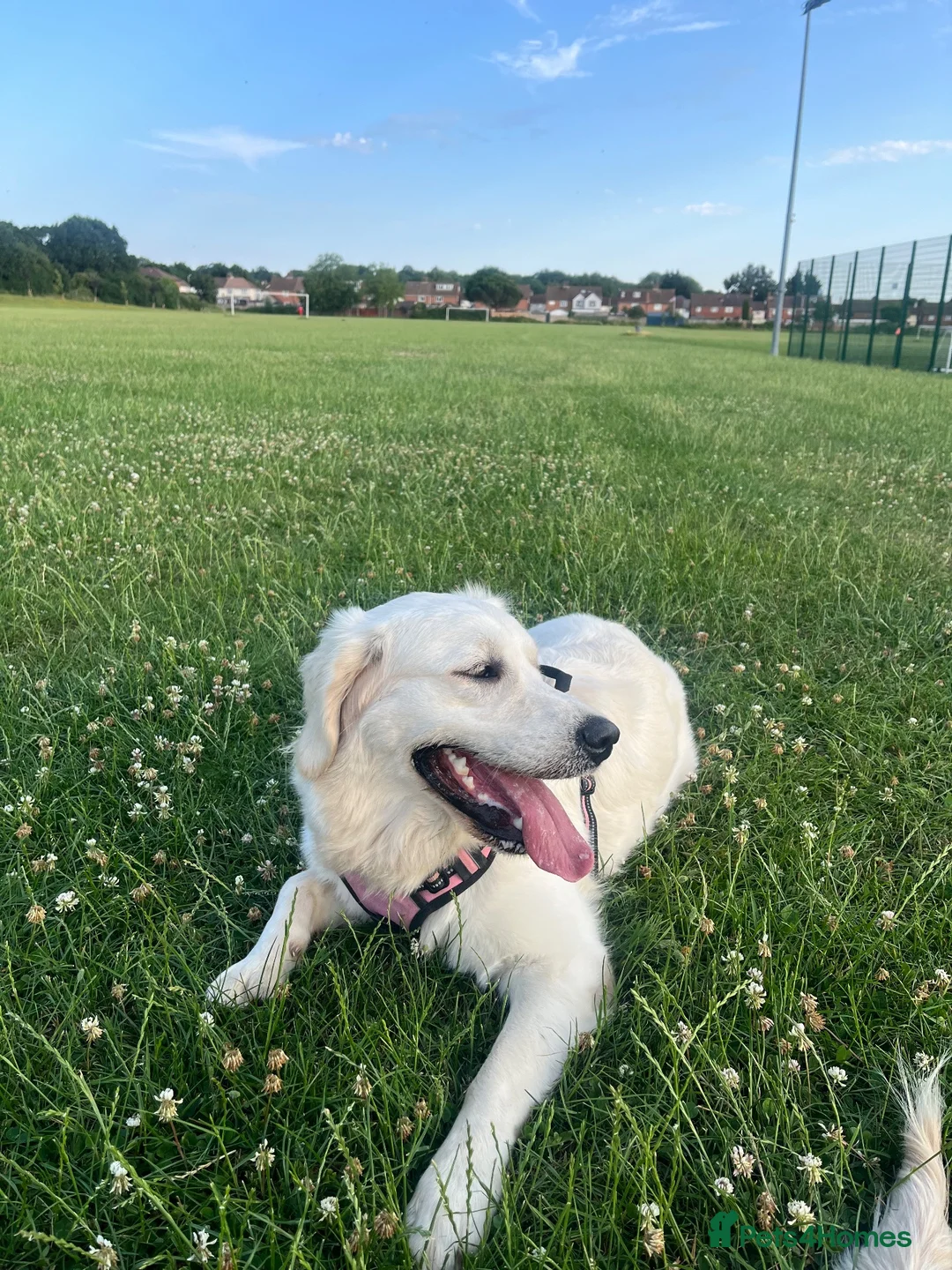 Golden Retriever dogs for sale: KC Pure white golden retriever puppies in Reading - Advert 9