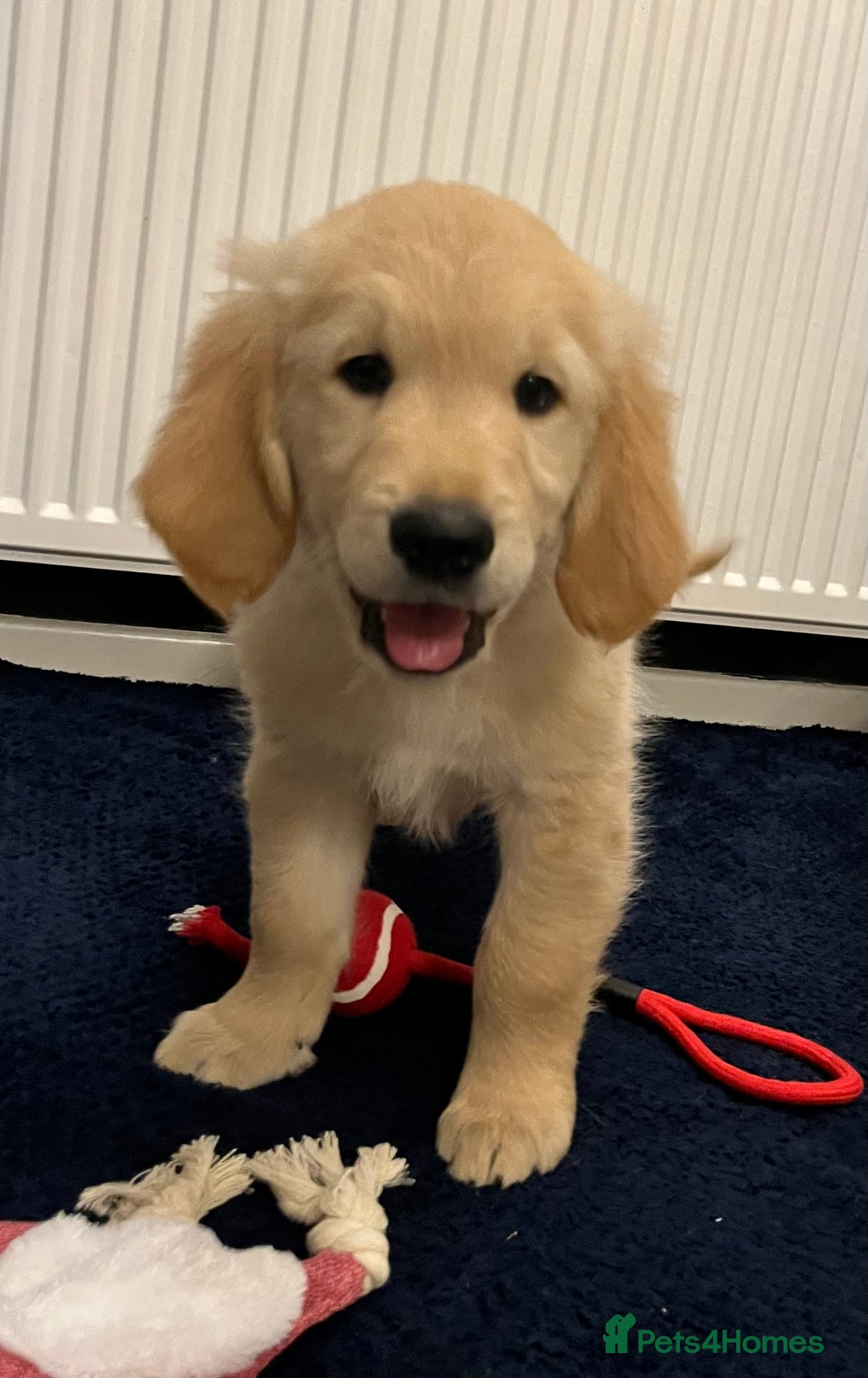 Golden Retriever dogs for sale: Golden retriever puppies - Advert 13