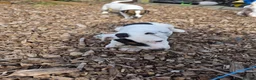 Jack Russell dogs for sale: Lovely Jack russell puppies - Advert 18