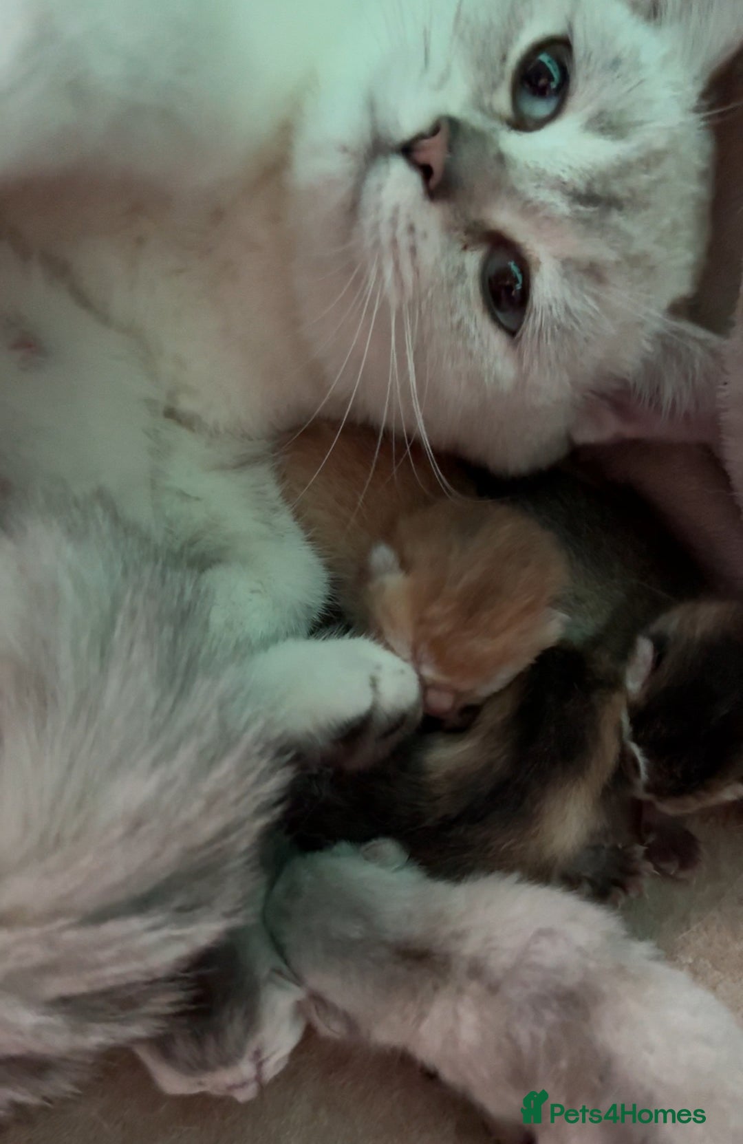 British Shorthair cats for sale: 🐾 British Shorthair Kittens — TICA Registered 🐾 - Advert 3