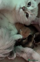 British Shorthair cats 🐾 British Shorthair Kittens — TICA Registered 🐾 - Advert 14