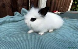 Lionhead rabbits for sale: Baby lion head rabbits for sale - Image 1