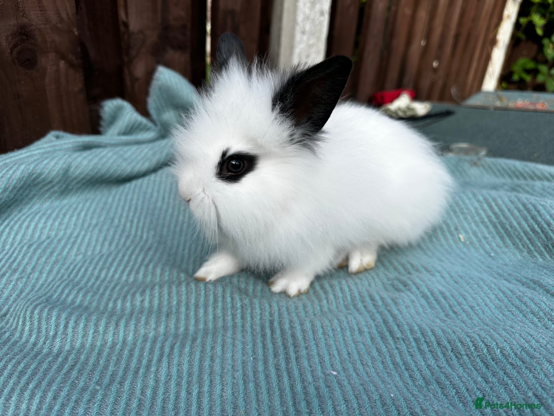 Lionhead rabbits for sale: Baby lion head rabbits for sale - Image 1