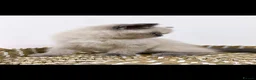 Exotic cats for sale: Exotic kittens  - Advert 5
