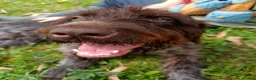 German Wirehaired Pointer dogs for adoption: Lucy, GWP Podenco cross, aged 3 - Advert 8