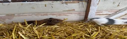 Guinea Pig rodents for sale: 6 lovely guinea pigs  - Advert 3