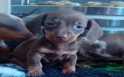 Miniature Dachshund dogs for sale: *READY TO GO* Miniature Daschund Puppies - Image 1